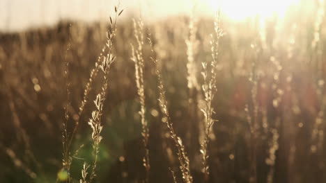 Schönes-Gras,-Das-Bei-Sonnenuntergang-Mit-Linseneffekt-Im-Wind-Weht