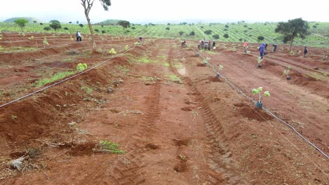 Masai-Man-planting-avocado-,-shovels--Africa-Smart-agriculture-technology--Aerial-drone-view-of-avocado-farm-in-Kenya