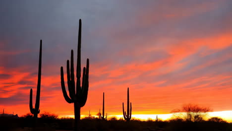 saguaro cacti silhouetted against a vibrant desert sunset
