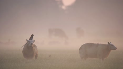 sheep in misty morning meadow with crow