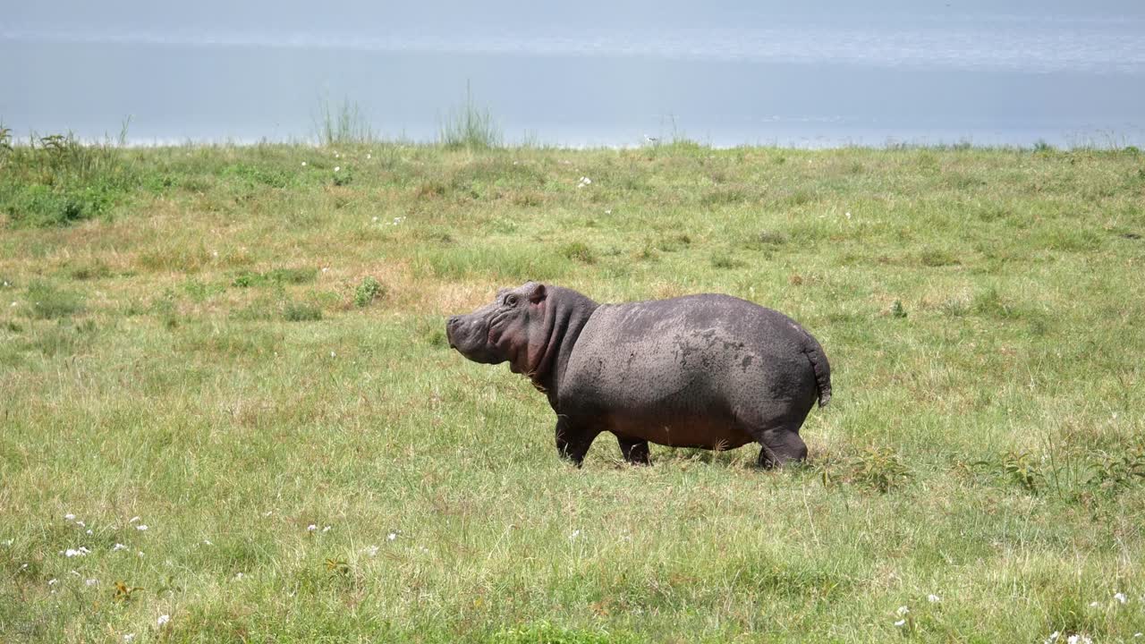 Running young hippopotamus across the grassland away from possible threat, closeup
