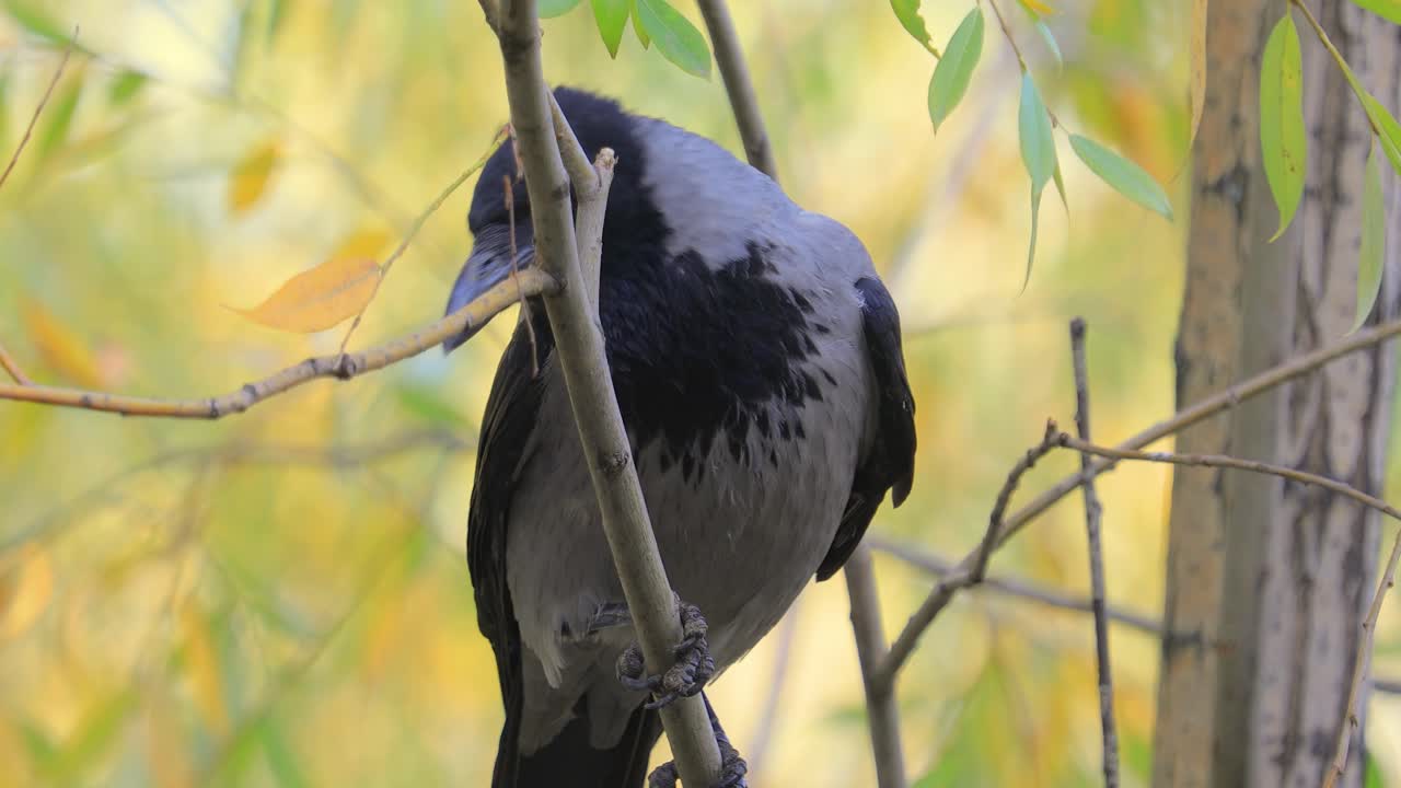 cuervo carroñero (corvus corone) pájaro negro en la rama.
