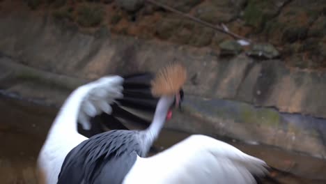 Hermosa-Grulla-Coronada-Africana,-Balearica-Regulorum,-Parada-En-La-Orilla-Del-Río,-Extendiendo-Y-Batiendo-Sus-Majestuosas-Alas,-Tiro-De-Cerca-De-La-Vida-Silvestre