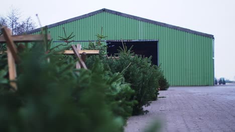 Focus-Transition-Through-a-Spruce-Tree-Warehouse-with-a-Hall