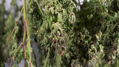 Dolly-shot-of-drying-cannabis-plants-in-a-grow-tent