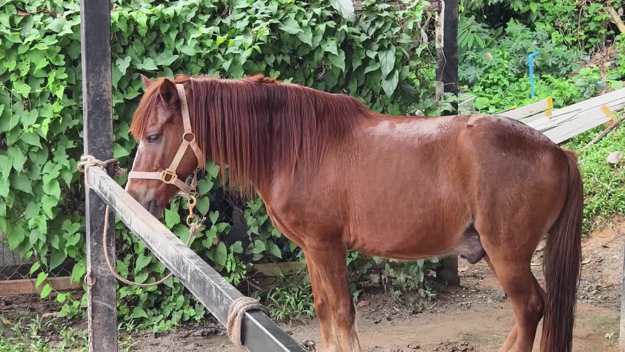 poni marrón en un establo