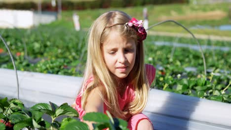 girls picking strawberries in the farm 4k