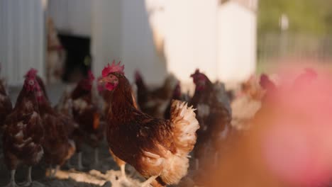 chickens roaming outside barn on sustainable chicken farm, rack focus slow motion of chicken flock and coop