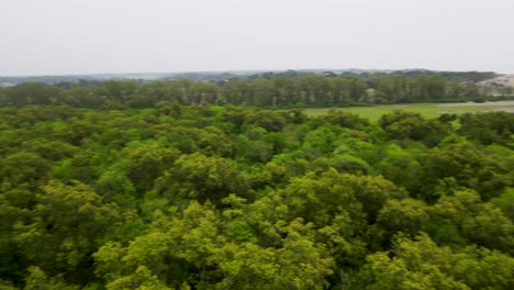 panorama del denso bosque de manglares en la costa de sundarban cerca de la playa de kuakata en bangladesh