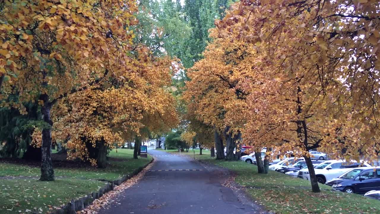 Red Trees and a path at a park in Queenstown, New Zealand.