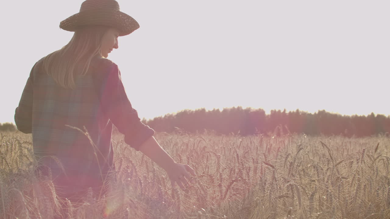 태양이 지는 배경에서 밀 에서 플레이드 셔츠를 입은 어린 소녀 농부. 소녀는 수확을 위해 태블릿 계획을 사용합니다.