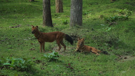 morning dhole indian wild dog in nagarahole forest, india