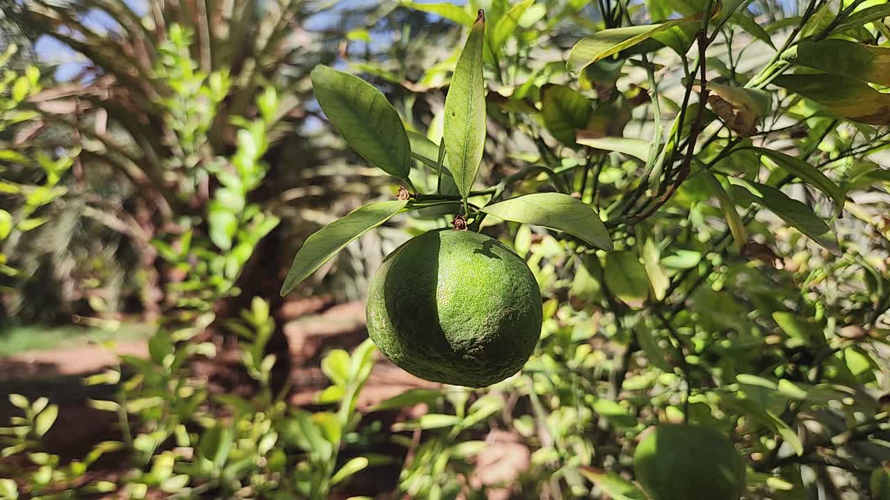 A vibrant scene of a citrus fruit growing in the bright sunlight, promising a healthy harvest. The fresh, organic produce represents nature's bounty