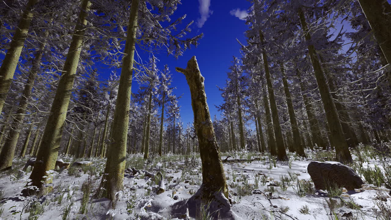 Winter landscape with snow covered trees and clear blue sky in forest