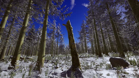 winter landscape with snow covered trees and clear blue sky in forest