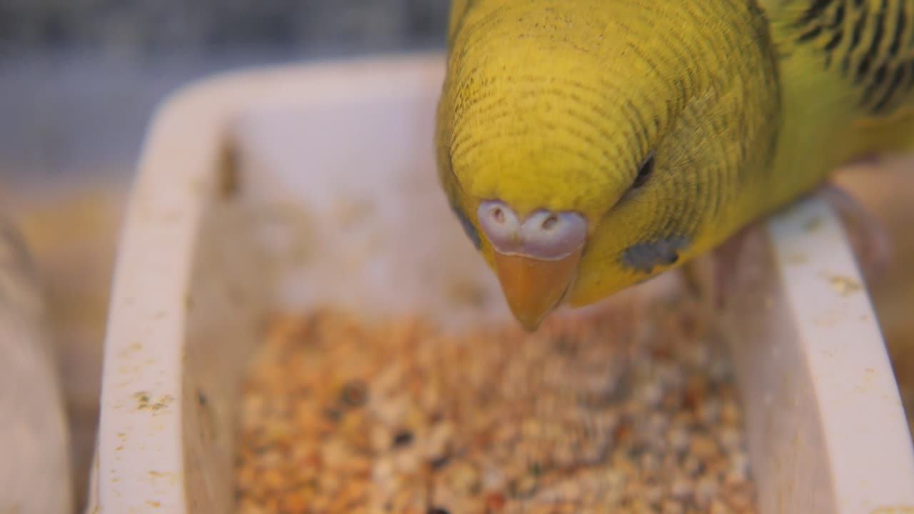 Budgie Eating