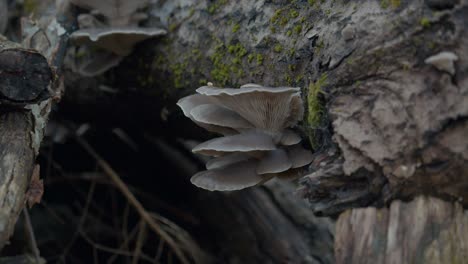 Stunning-Species-Of-Mushrooms-Blooming-On-Tree-Trunk-In-Forest