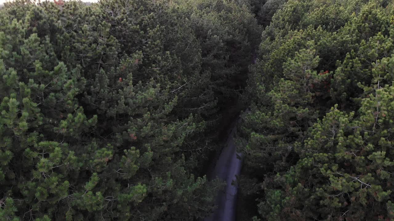 vista aérea de un bosque de coníferas