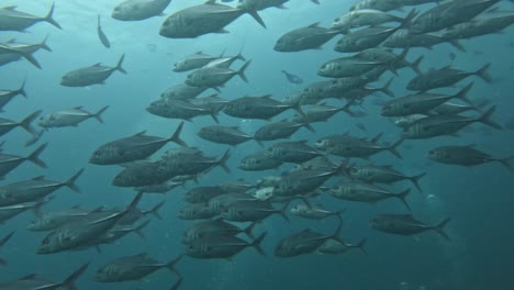 schooling of jackfish at shadow reef, raja ampat