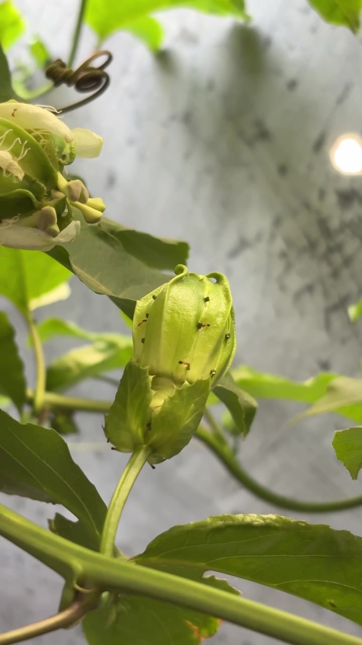 Close-up of a Passion Flower Bud Growing on a Vine