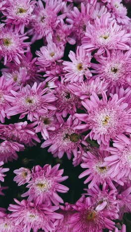 close-up of pink chrysanthemum flowers