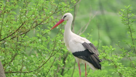 Western-White-Stork-Bird-Perched-on-Tree-Branches-in-Spring-Daytime-in-Nature-Resurve-in-South-Korea