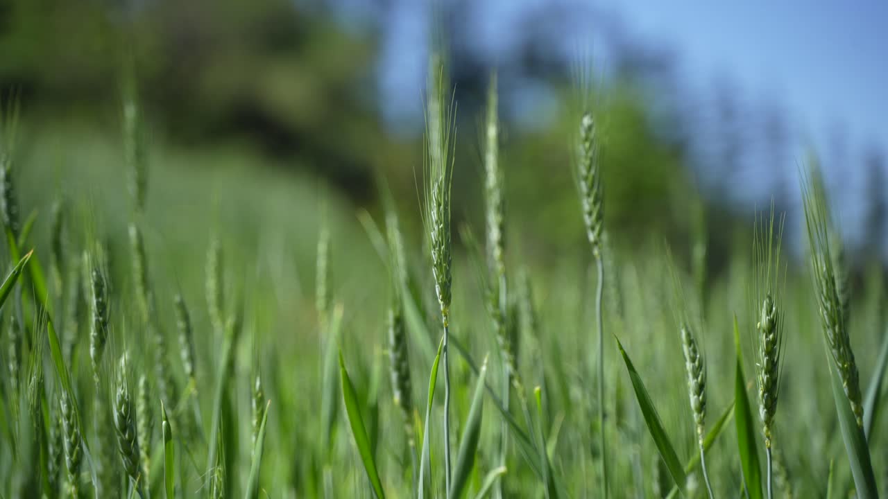 Wheat cultivated in the hilly areas.