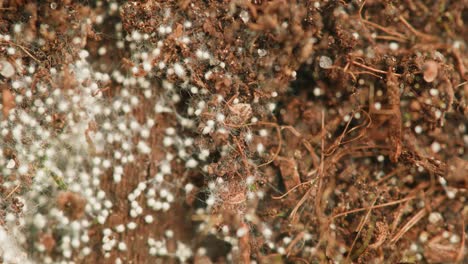 mold growth in soil