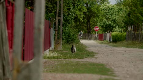 chicken and man on bicycle in rural village, countryside lifestyle