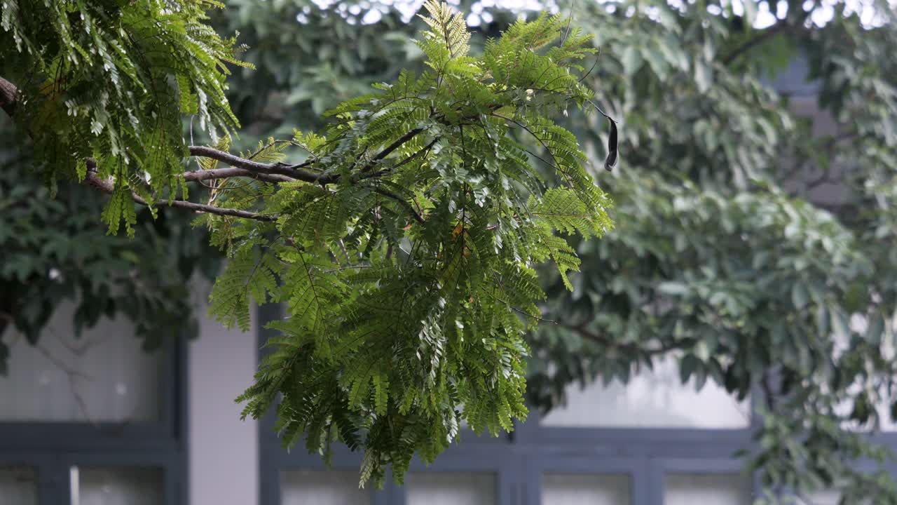 숲 나무 실루엣과 녹색 봄 여름 잎