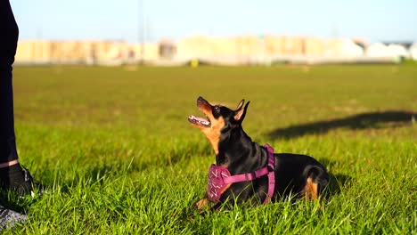 happy mini pinscher in purple collar looking up at a trainer and then lays down on command, licks mouth and panting with dog's tongue hanging out in slow motion 120fps - blue sky, green grass, bokeh