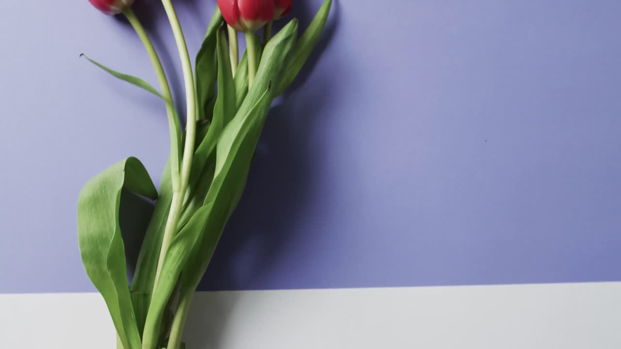 видео букета красных тюльпанов с красной лентой на копийном пространстве на белом и фиолетовом фоне