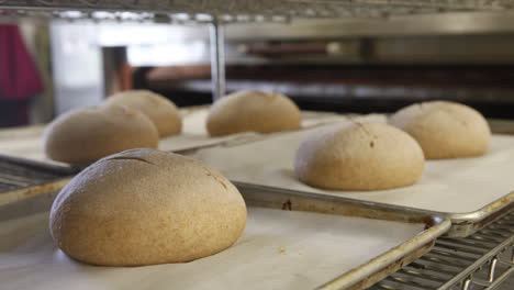 bread is baked in an oven