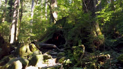 Wilson-Stump-in-the-Forests-of-Yakushima,-Japan