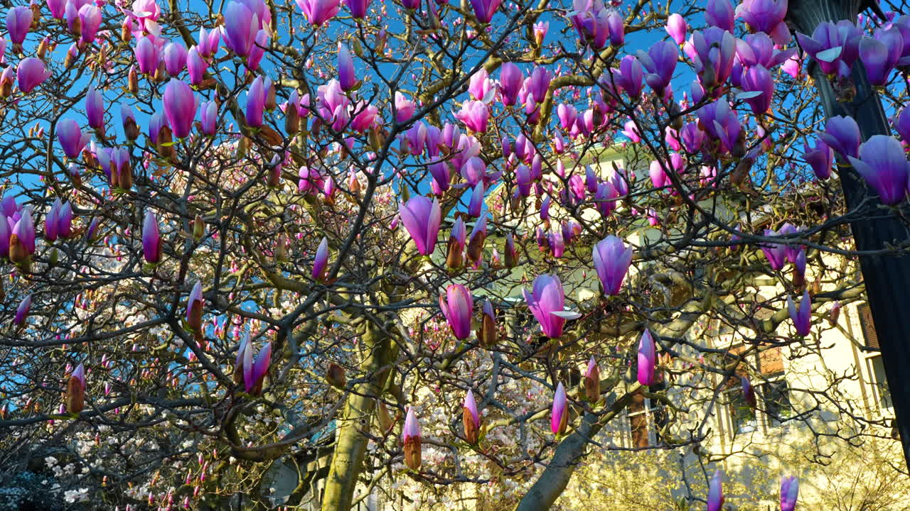Boccioli di magnolia rosa su cielo azzurro e edificio della serra. Vista dal basso di rami di magnolia rosa con boccioli contro un cielo azzurro limpido e il tetto della serra del giardino botanico.