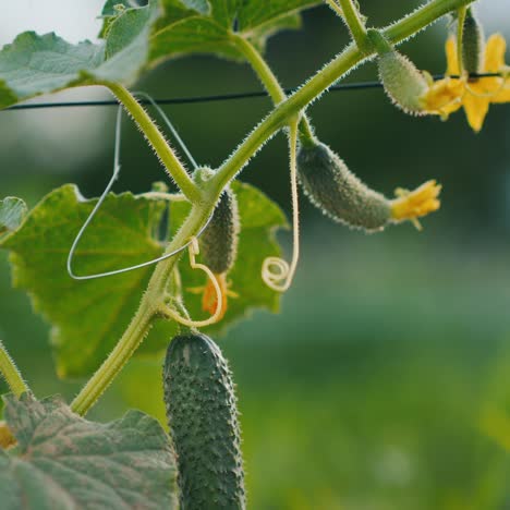 cucumber matures on the stream next to still blooms