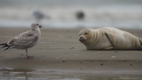 disparo estático de cerca de una foca del puerto en la playa con una gaviota de pie cerca como fuera de enfoque surf se estrella en el fondo