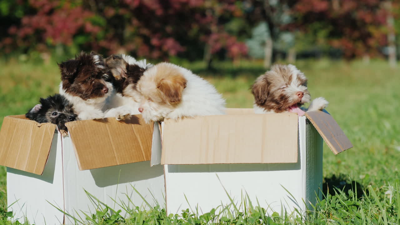 골판지 상자에 담긴 havanese 강아지