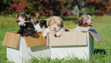 Havanese-Puppies-In-Cardboard-Boxes