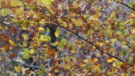 a strong winter wind blowing through the dancing leaves in an english woodland