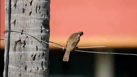 bulbul de ventilación amarilla gira alrededor del equilibrio encaramado en un cable de metal mirando hacia el forrajeo en kota kinabalu, malasia