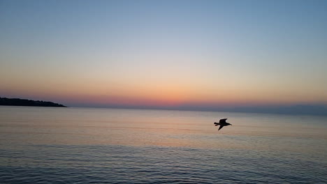 bird flying above the sea at sunrise