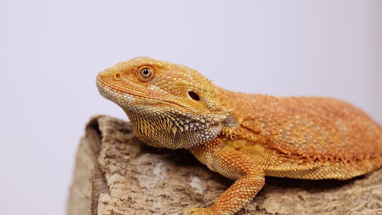 A bearded dragon sits calmly on a log, captured in soft studio lighting with a neutral background