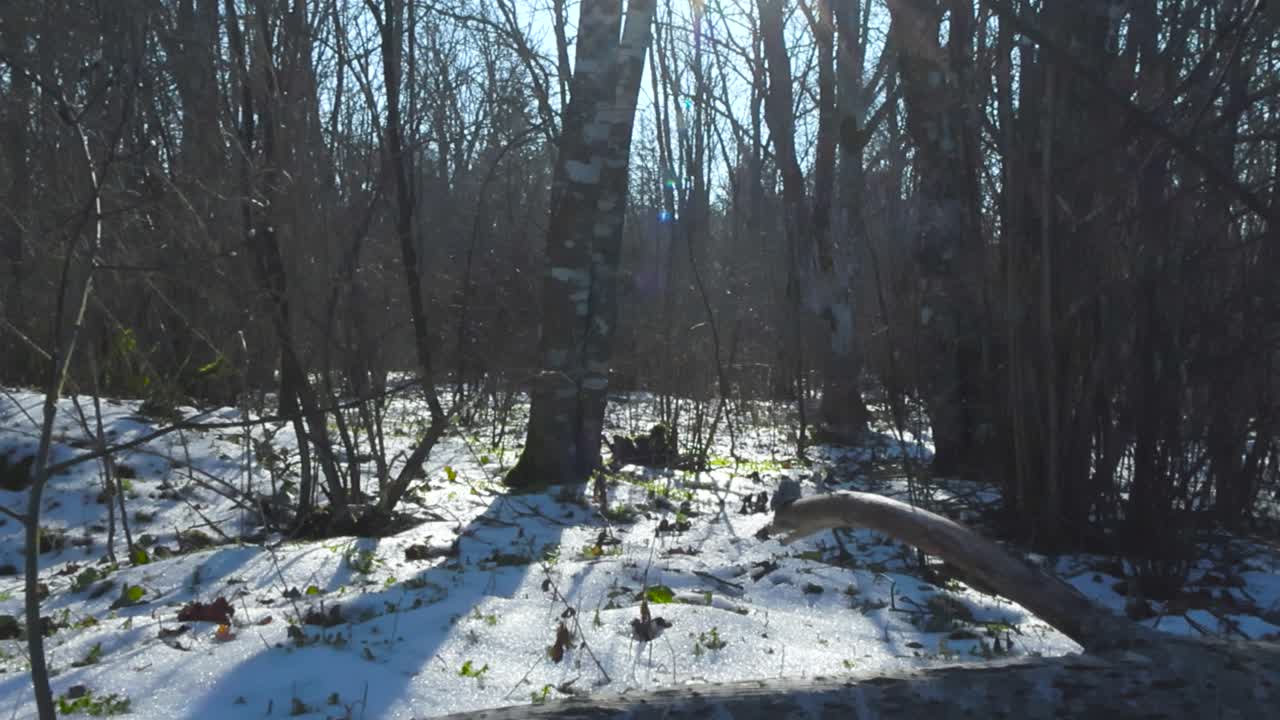 Slowly panning footage of a gorgeous winter forest with white reflective snow on the ground in between large birch trees and willows during a sunny day while blue sky is visible in the background.