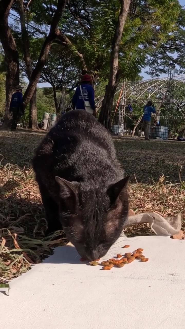 Un gatto nero mangia crocchette da un piatto bianco in un parco soleggiato con alberi.