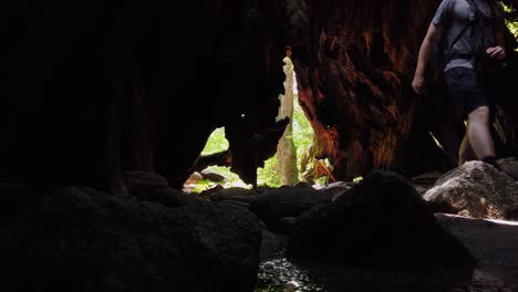 Man-Exploring-Wilson-Stump,-Giant-Japanese-Cedar-Trunk-on-Yakushima