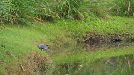 Listo-Para-Atacar-A-Una-Presa-Que-Podría-Estar-Pasando,-Garza-Estriada-Butorides-Striata,-Tailandia