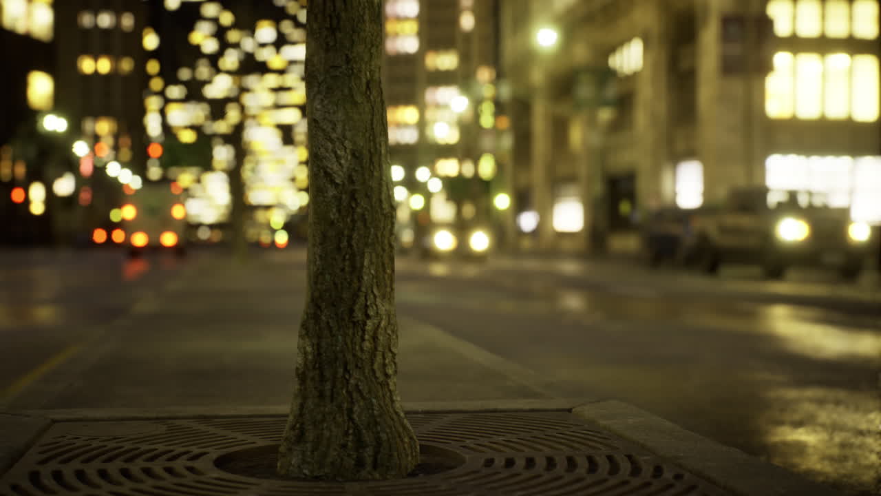 Urban tree stands resilient amidst glowing city lights at night