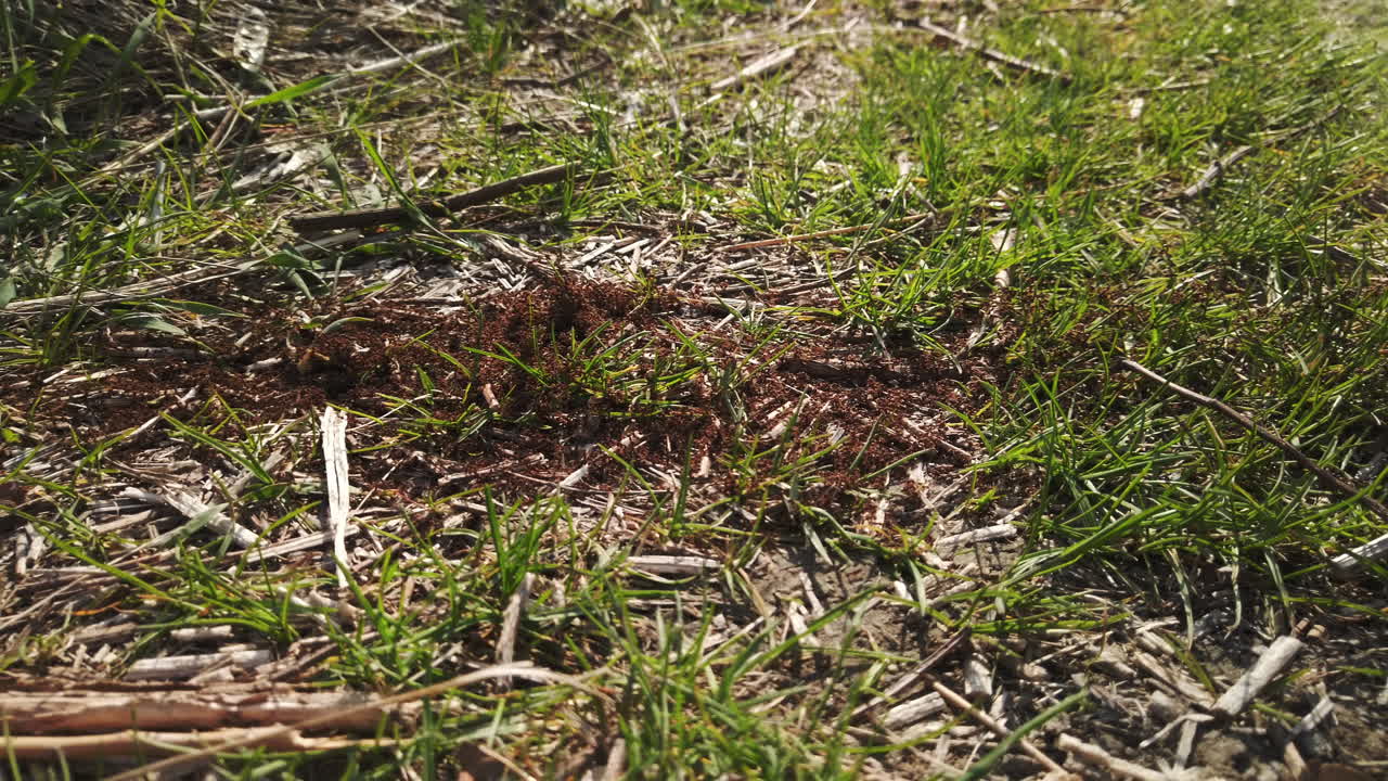 A busy red ant colony immersed in short grass, wide shot looking down