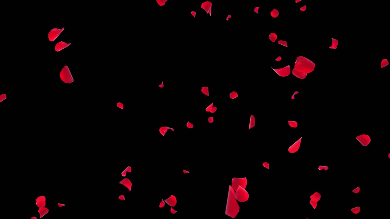 Random rose petals against white loop background green screen great for presentation forms ad